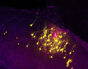 neuron connections