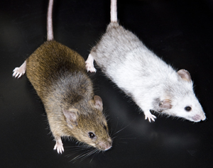 Mice that are unable to fully activate the powerful tumor suppressor p53 are resistant to high doses of radiation.