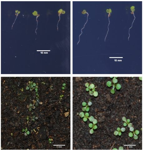 Seedlings (bottom) and roots (top) of <em>Arabidopsis thaliana</em> plants reveal that one variant of <em>FRO2</em> gene (right) is better for growth in low-iron conditions than the other <em>FRO2</em> variant (left).