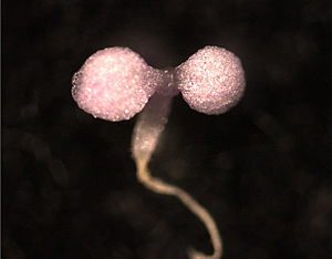 Arabidopsis seedling treated with norflorazon