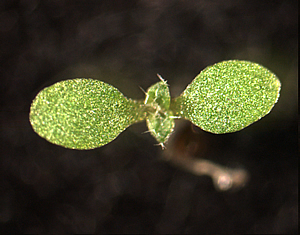Normal Arabidopsis seedling