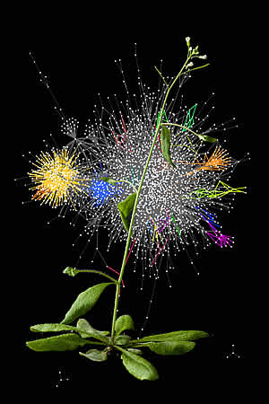 Arabidopsis plant
