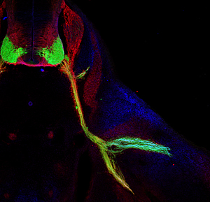 nerves that control body movements emerging from the spinal cord of a mouse