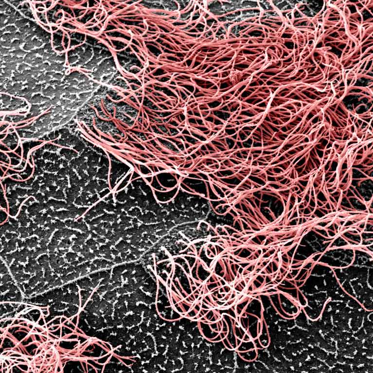 cilia salk kintner cells christopher