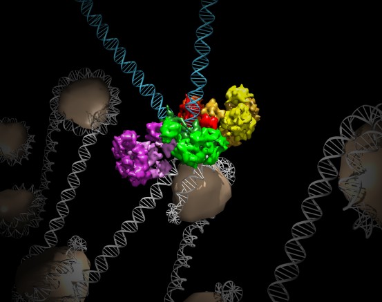 Octo & histones