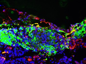 ibeta in Kidney Ins-Green, Gcg-Red, Nucleus-Blue x20