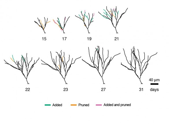 neuron tree growth