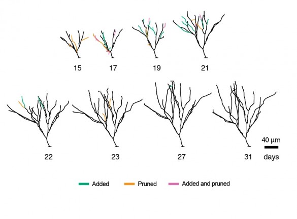 crecimiento del árbol de neuronas