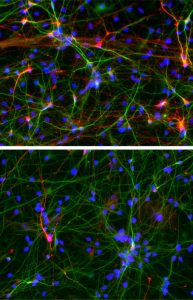 Fig3-ASD-Crop1