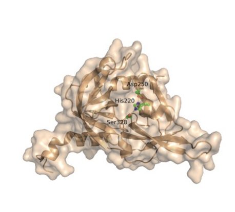 HtrA1-catalytic-domain