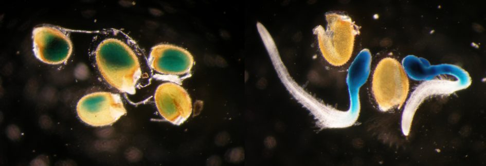 enzyme that degrades phaseic acid