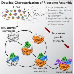 detailed-characterization-of-ribosome-assembly