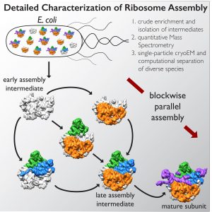 caracterización detallada del ensamblaje de ribosomas
