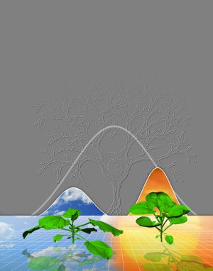 La ilustración representa cómo las plantas usan las mismas reglas para crecer en condiciones muy diferentes (por ejemplo, nublado versus soleado), y que la densidad de las ramas en el espacio sigue una distribución gaussiana ("curva de campana"), que también es válida para las ramas neuronales en el cerebro.