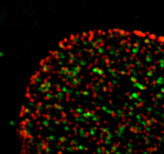 A fluorescent microscopy image shows Nup153 (red) in pore complexes encircling and associating with Sox2 (green) in a precursor cell nucleus. 