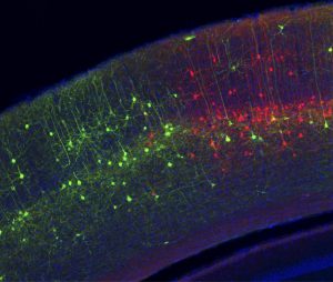 Nerve cells in the mouse brain that have been labeled with a modified rabies virus and fluorescent proteins.