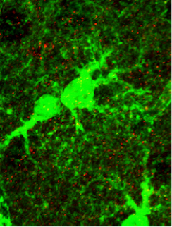 Fluorescently labeled astrocytes (large green structures) and neuronal postsynaptic receptors (red).