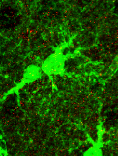Astrocitos marcados con fluorescencia (grandes estructuras verdes) y receptores postsinápticos neuronales (rojo).