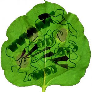 This cartoon depicts a leaf with areas of damage (brown spots) caused by the plant's innate immune response. The superimposed schematic shows SOBER1’s three-dimensional structure.