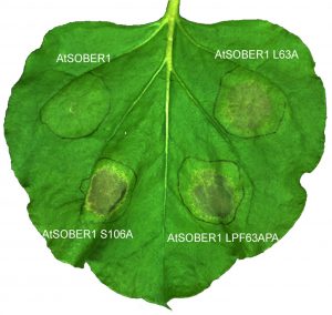 This image shows four areas of a tobacco leaf in which AvrBsT protein has been produced, along with the normal version of the counter-reacting deacetylase (AtSOBER1, upper left) and several mutant versions. The right side shows SOBER1 mutants in which the newly discovered substrate tunnel has been manipulated. The normal version of SOBER1 has the healthiest-looking tissue, because the plant's tissue-killing immune response has been blocked by SOBER1.