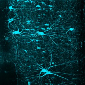 V2a neurons (smaller, faint blue) in the lumbar region of the spinal cord, shown alongside motor neurons (larger, bright blue).