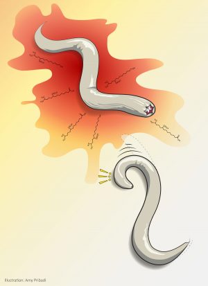 In this illustration, a <em>C. elegans</em> worm (lower right) exposed to sulfolipid chemicals from one of its natural predators, a worm called P. pacificus, quickly reverses direction in a response analogous to human fear.” width=”339″><figcaption class=