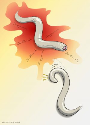 En esta ilustración, un gusano C. elegans (abajo a la derecha) expuesto a sustancias químicas de sulfolípidos de uno de sus depredadores naturales, un gusano llamado P. pacificus, cambia rápidamente de dirección en una respuesta análoga al miedo humano.