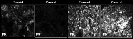 Left two panels: Hepatocyte like cells (HLCs) differentiated from the stem cells of patients with hemophilia B show very low levels of clotting factor IX, or FIX, shown in white. Right two panels: After treating these same cell lines with a gene correction tool, however, FIX increased to healthy levels.