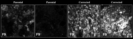 Dos paneles de la izquierda: las células similares a los hepatocitos (HLC) diferenciadas de las células madre de pacientes con hemofilia B muestran niveles muy bajos de factor de coagulación IX, o FIX, que se muestran en blanco. Dos paneles de la derecha: Sin embargo, después de tratar estas mismas líneas celulares con una herramienta de corrección de genes, FIX aumentó a niveles saludables.