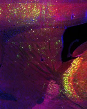  PV interneurons are thought to integrate sensorimotor information for action control and learning.