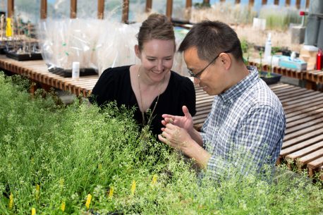 From left: Julie Law and Ming Zhou, pictured with their Arabidopsis thaliana model plants in a Salk greenhouse.
