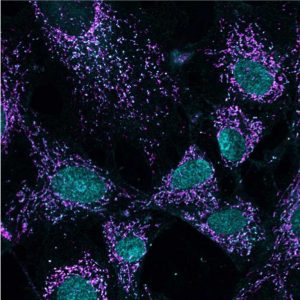 Mitochondria (purple) surrounding cell nuclei (blue) stained with fluorescent dye.