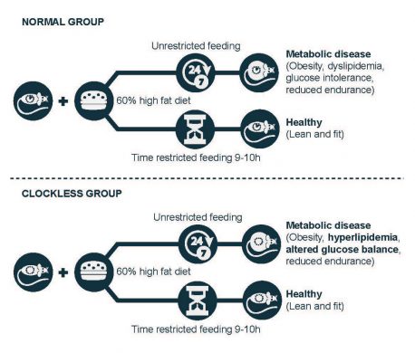 The image above illustrates how eating within a 10-hour window protects mice from metabolic disease regardless of whether their bodies have functional circadian clocks.