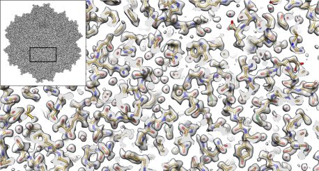 Electron microscopy provides new view of tiny virus with therapeutic potential. Inset shows the cryo-EM derived structure of an AAV2. Full image shows the experimentally determined density (gray) and the fitted atomic model based on that density. For almost every atom in the amino acids (the building blocks of proteins) in the reconstruction, we can begin to see the full atomic structure, including oxygens (red), nitrogens (blue), carbons (yellow), and sulfurs (green).