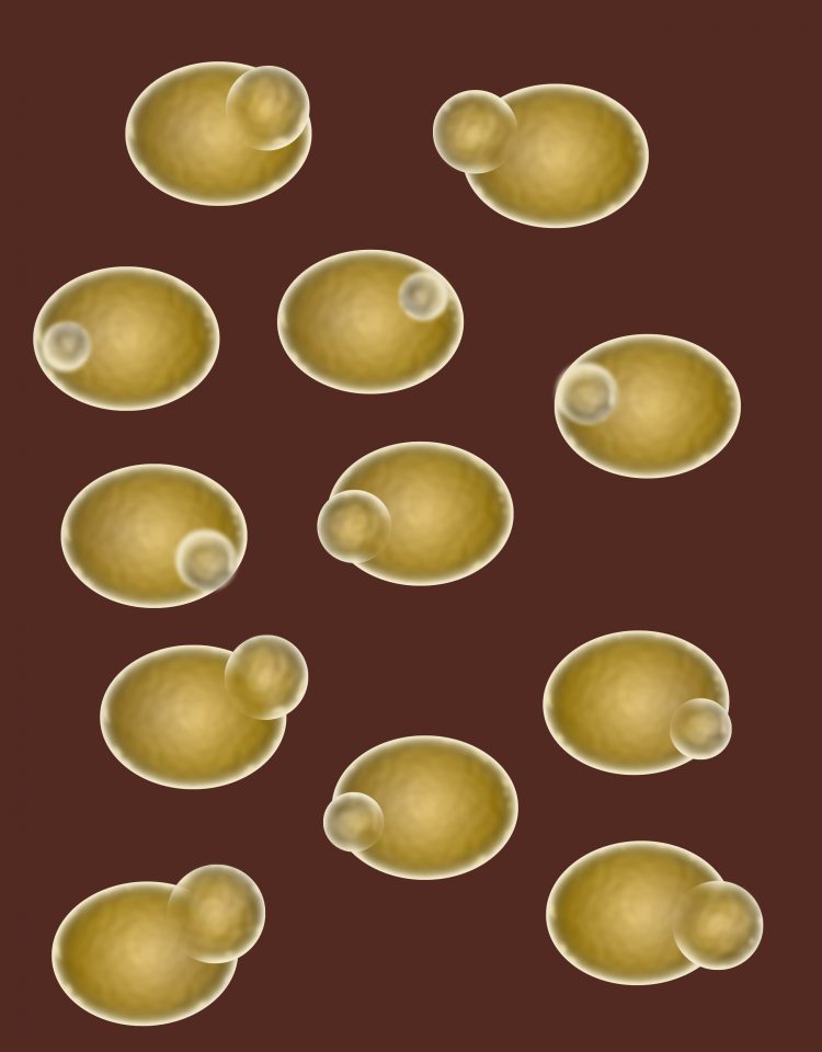 Research in yeast leads to serendipitous finding about a central