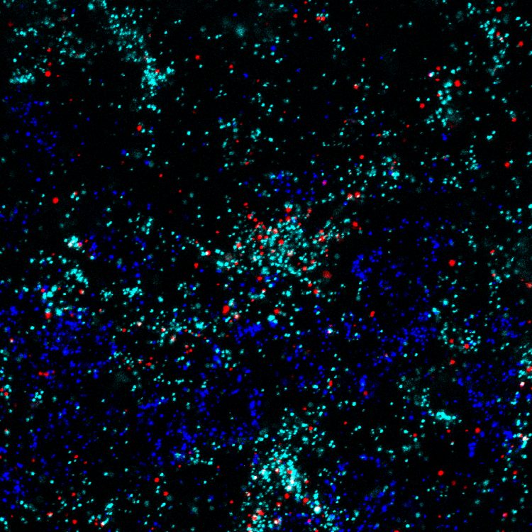 Astrocytes are the main cell type in the brain producing Chrdl1. Through a technique called fluorescence in situ hybridization, the RNA of different proteins is tagged with fluorescent labels. In the image, Chrdl1 is in red, astrocytes in cyan (teal) and neurons in dark blue, in the upper layers of the mouse visual cortex. The signal from Chrdl1 overlaps with astrocytes, but not with neurons, indicating that astrocytes are the cells that mainly produce Chrdl1.