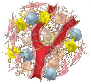 This illustration shows a blood vessel traversing neurons and support cells called glia in a brain organoid, as recently described in research from the Gage lab. Improved 3D models of brain function can better approximate both health and diseases such as Alzheimer's.