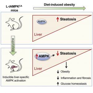 When Salk scientists used the antibiotic doxycycline to activate AMPK in the livers of obese mice, steatosis-- the accumulation of fat in the liver-- declined. Mice also had lower levels of obesity, inflammation, and healthier blood sugar levels.