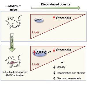 Cuando los científicos de Salk utilizaron el antibiótico doxiciclina para activar la AMPK en el hígado de ratones obesos, la esteatosis (la acumulación de grasa en el hígado) disminuyó. Los ratones también tenían niveles más bajos de obesidad, inflamación y niveles más saludables de azúcar en la sangre.