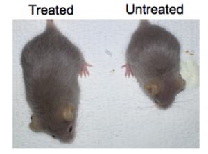 This image shows two mice of the same age with progeria. The larger and healthier mouse on the left received the gene therapy, while the mouse on the right did not.