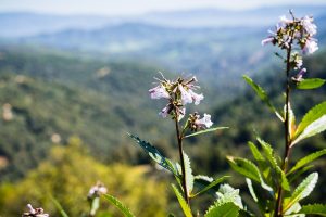 Yerba santa (Eriodictyon californicum) in bloom, Uvas Canyon County Park, Santa Clara County, California.