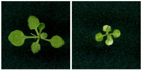 Left: Healthy plant. Right: Plant with defects in chloroplast and leaf development due to abnormal chloroplast RNA editing from MORF2 overexpression. 