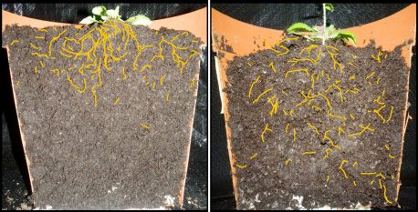 Normal <em>Arabidopsis thaliana</em> plant with shallow root system architecture. Right: Arabidopsis thaliana mutant showing deeper root system architecture. (Roots are colored red in the image for better visibility.)