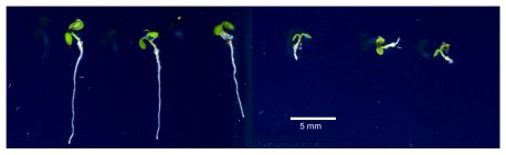 Arabidopsis thaliana