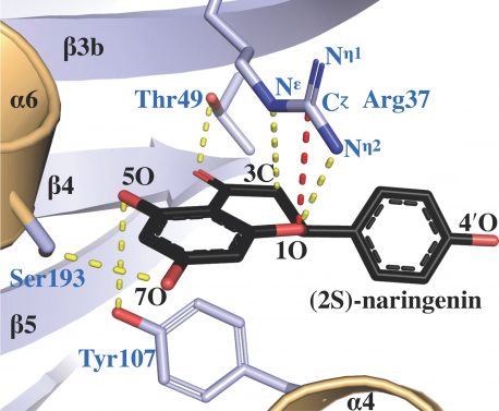 The protein X-ray crystal structure of chalcone isomerase, complexed with a product molecule called (2S)-naringenin, reveals how the active site arginine (labeled as Arg 37) facilitates catalysis of the correct isomer.