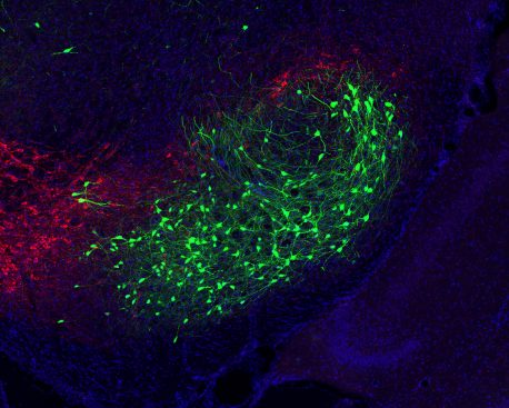 A cluster of basal ganglia output neurons (green) that convey emotion information to the movement circuit to control action. Dopaminergic neurons (red) are also present in the image.