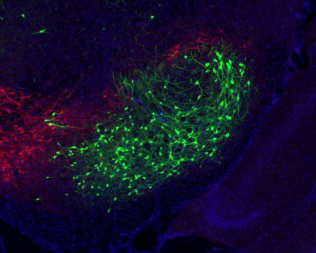 Un grupo de neuronas de salida de los ganglios basales (verde) que transmiten información emocional al circuito de movimiento para controlar la acción. Las neuronas dopaminérgicas (rojas) también están presentes en la imagen.