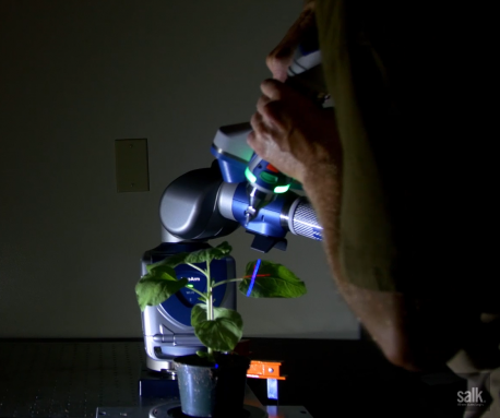 A Salk technician 3D scanning a plant.