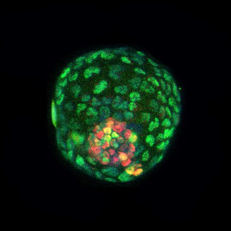 Pictured are blastocyst-like structures (blastoids) from cultured cells immunofluorescently stained for the trophectoderm marker CDX2 (green) and the inner cell mass marker SOX2 (red). The trophoectoderm makes up the outer cells of the blastoid. 
