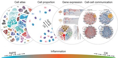 The illustration represents the ways in which caloric restriction affects various aspects of cellular function, with the overall result of reducing inflammation and the activity of many aging-related genes.